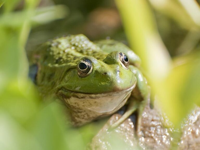 Friday Night Frogs