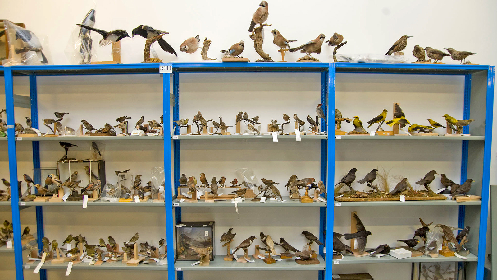 GMRC - Natural History Collection