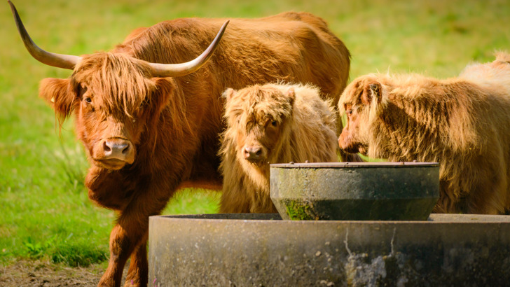 Highland Cattle at Pollok Country Park
