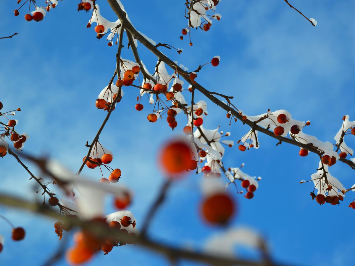 The GSA Choir Christmas Concerts