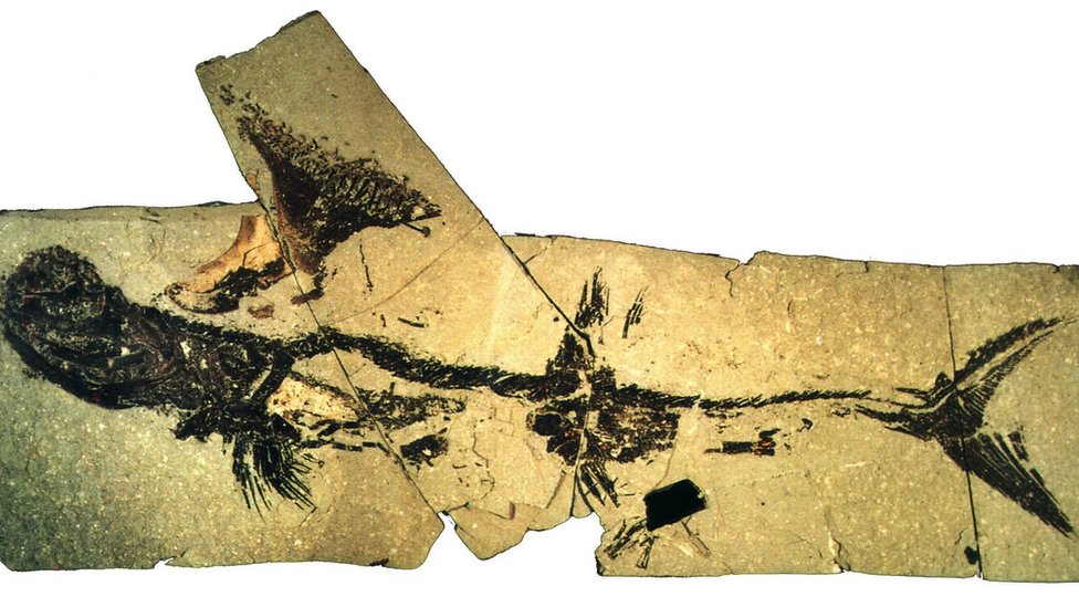 The Hunterian - Bearsden Shark
