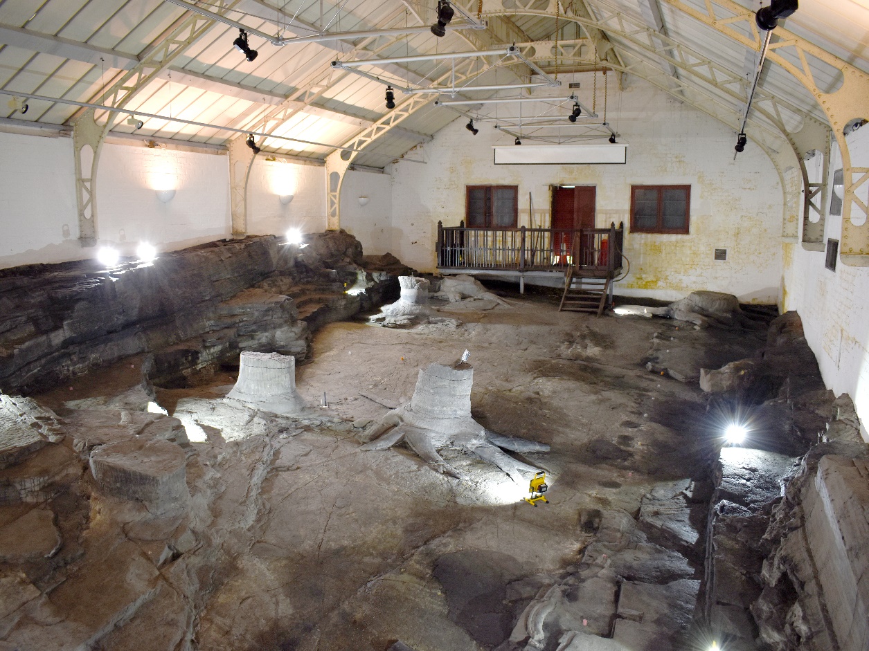 Victoria Park - fossil grove